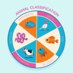 The Animal Life Cycle Model Four-Sided Box: A Comprehensive Guide